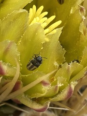 Acmaeodera quadrivittata