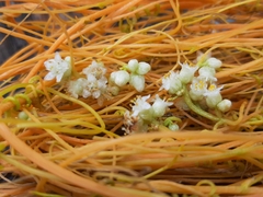 Cuscuta