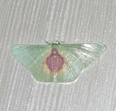 Nemoria astraea