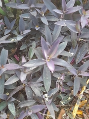 Tradescantia pallida