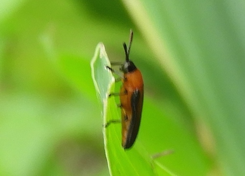 Photo of Bella Hispine (Chalepus bellulus)