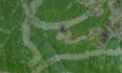 Phytomyza horticola