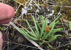 Phemeranthus calcaricus