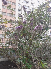 Buddleja davidii