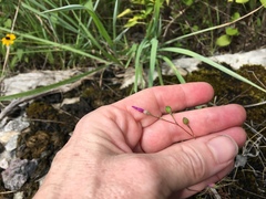 Phemeranthus calcaricus