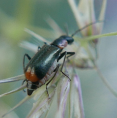 Axinotarsus pulicarius