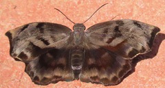 Achlyodes busirus rioja