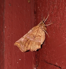 Selenia alciphearia