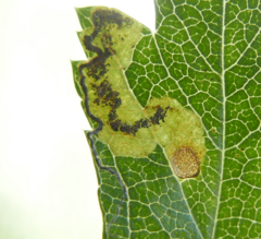 Stigmella crataegella