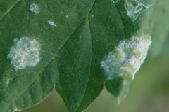 Podosphaera macularis