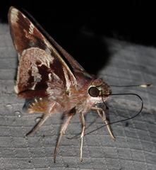 Thespieus aspernatus