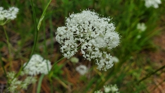 Perideridia parishii latifolia