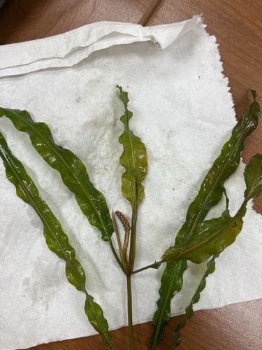 Potamogeton wrightii iNat (2)