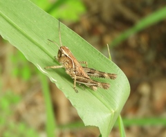 Boopedon flaviventris