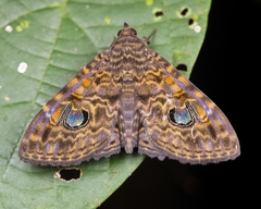 Speiredonia