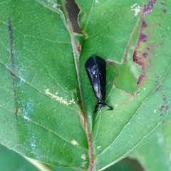 Mystacides sepulchralis