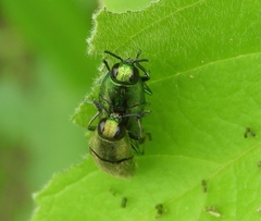 Agaeocera scintillans