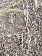 Formica obscuripes