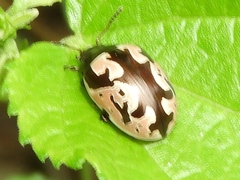 Calligrapha ancoralis
