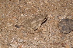 Duttaphrynus dhufarensis