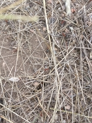 Formica obscuripes