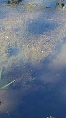 Egeria densa