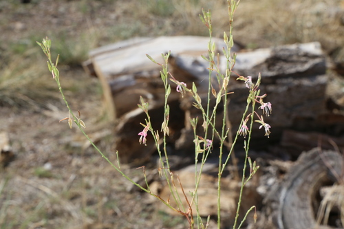 Image of Oenothera cinerea by (c) Reid Hardin, some rights reserved (CC BY)