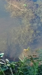 Egeria densa
