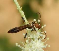 Odontocera aurocincta