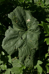 Agromyza flaviceps
