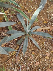 Agave