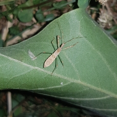 Nagusta goedelii
