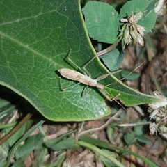 Nagusta goedelii