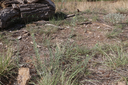 Image of Heterotheca zionensis by (c) Reid Hardin, some rights reserved (CC BY)