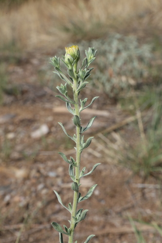 Image of Heterotheca zionensis by (c) Reid Hardin, some rights reserved (CC BY)