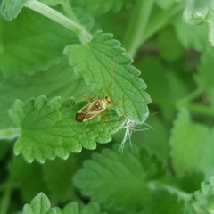 Adelphocoris lineolatus