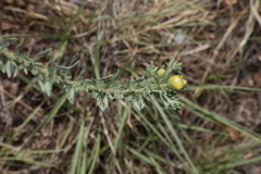 Heterotheca zionensis