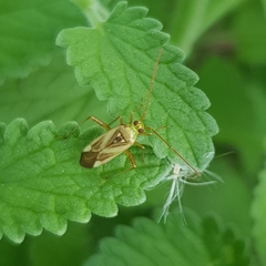 Adelphocoris lineolatus