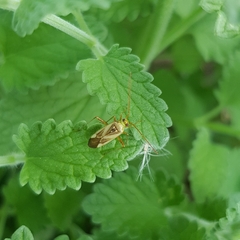 Adelphocoris lineolatus