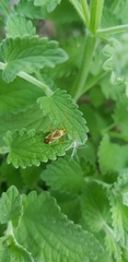 Adelphocoris lineolatus
