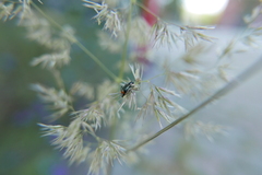 Axinotarsus pulicarius