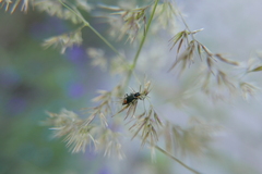 Axinotarsus pulicarius
