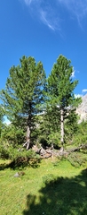 Pinus cembra