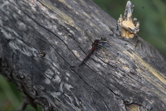 Leucorrhinia borealis