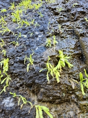 Pinguicula longifolia