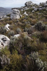 Pseudopentameris macrantha