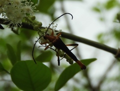 Odontocera aurocincta