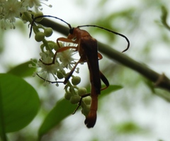 Odontocera aurocincta