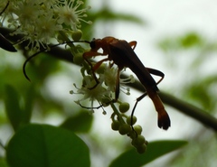 Odontocera aurocincta