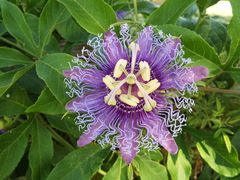 Passiflora